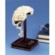 Miniature Barrister's Wig For Display Only
